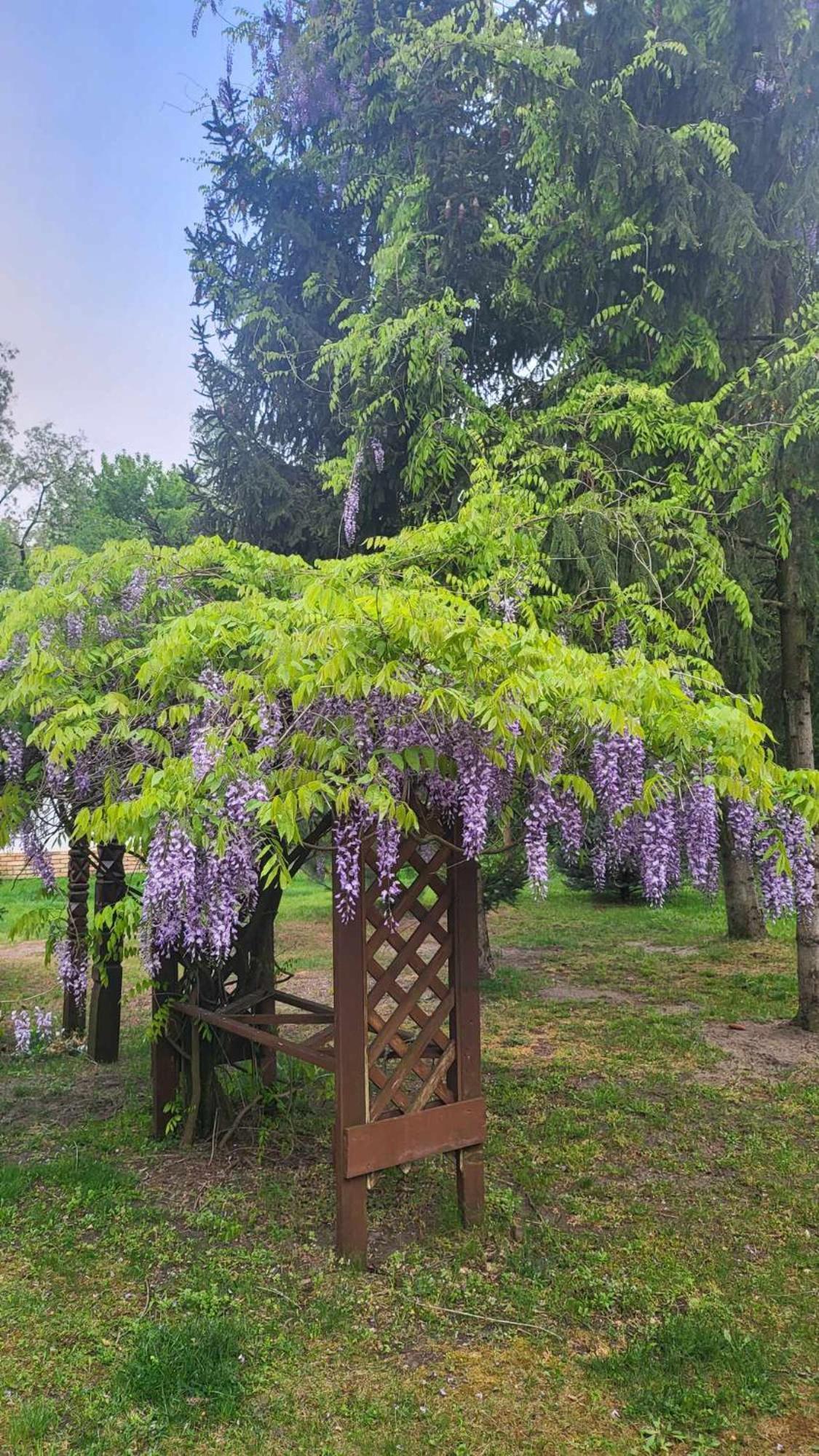 Villa Gyömbér Tanya Ásotthalom Esterno foto
