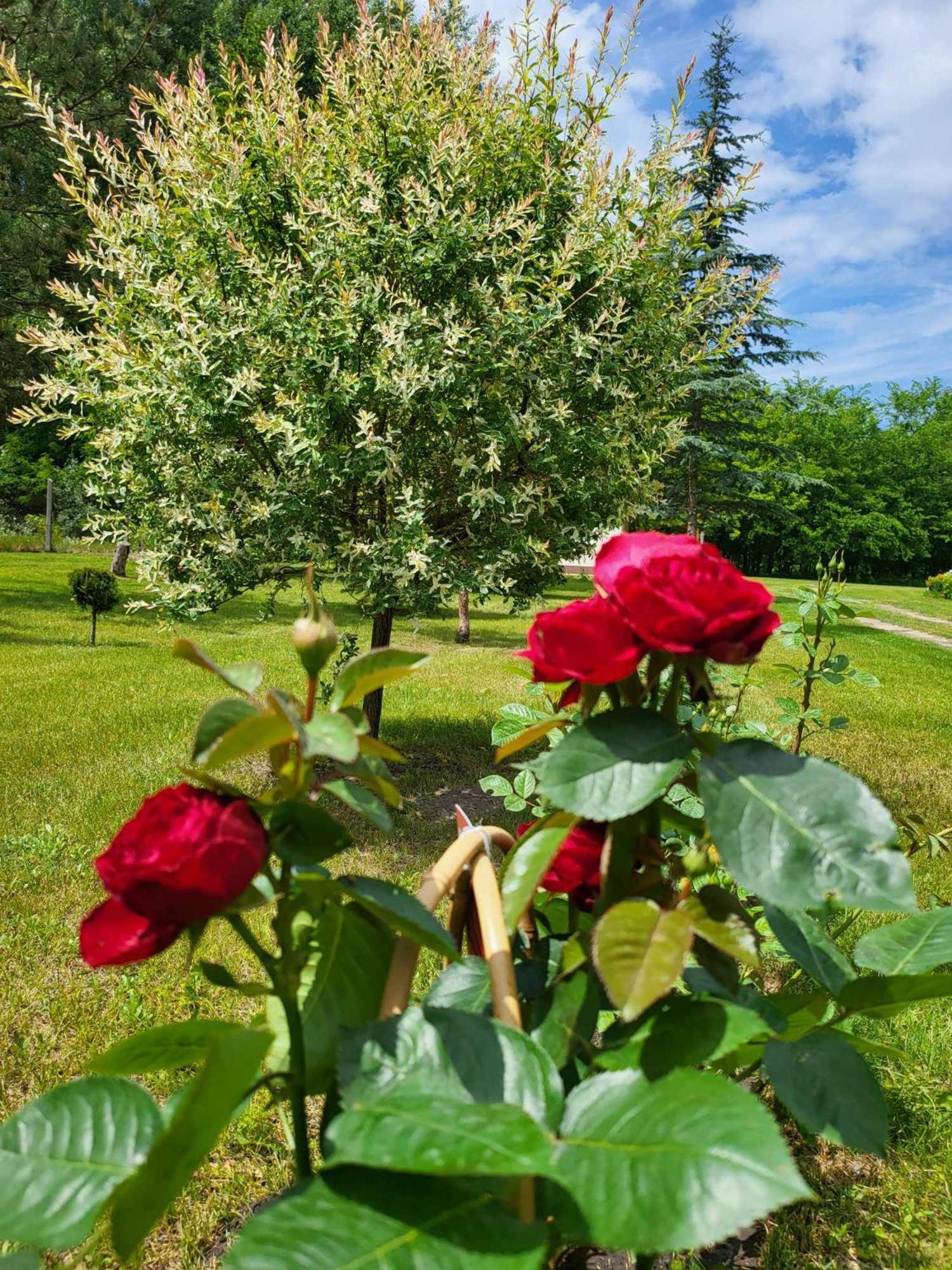 Villa Gyömbér Tanya Ásotthalom Esterno foto