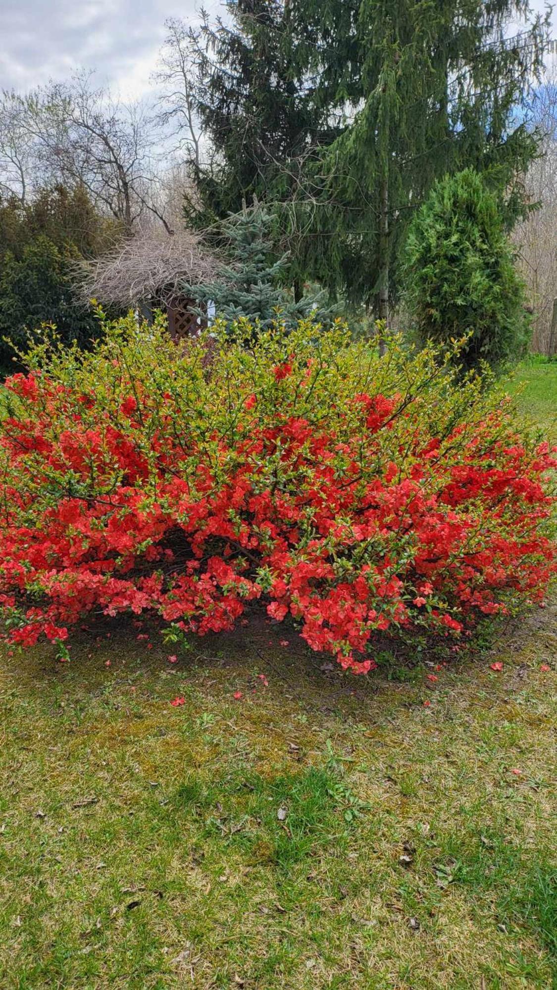Villa Gyömbér Tanya Ásotthalom Esterno foto